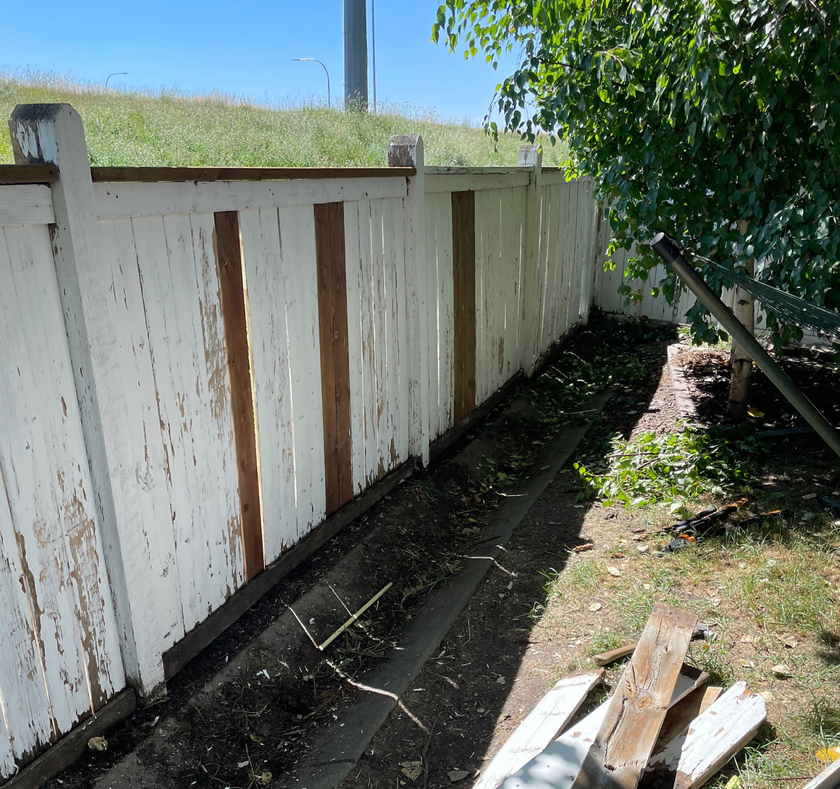 Long backyard fence with badly peeling white paint before restaining